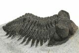 Bargain, Coltraneia Trilobite Fossil - Huge Faceted Eyes #229845-2